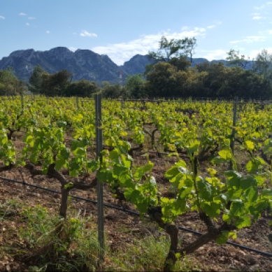 Provence wine, travel, vineyards, organic vines