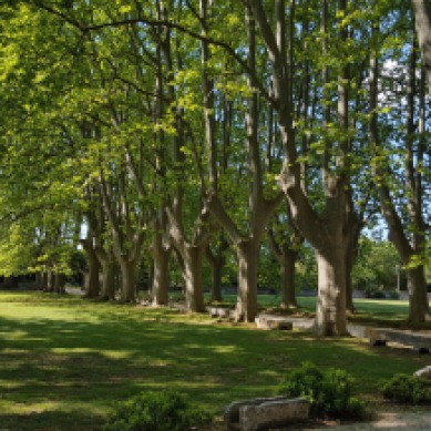 Plane trees, French gardens, nature, summer in Provence