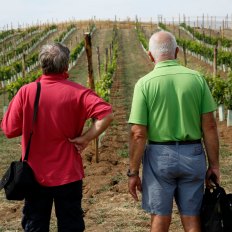 Native and ancient Italian vineyard varietals. Courtesy: Rural Festival Emilia