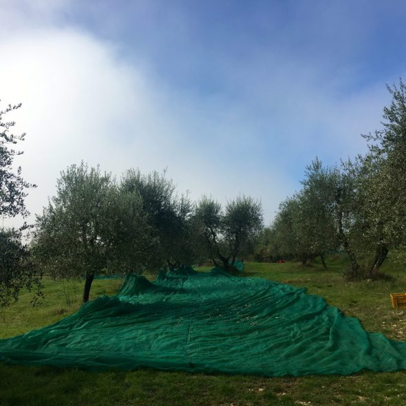olive oil, Italian olive oil, olive grove, Chianti classico