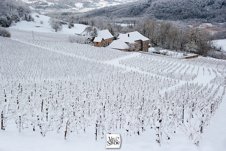 French wine, mountain wine, Alpine Wine